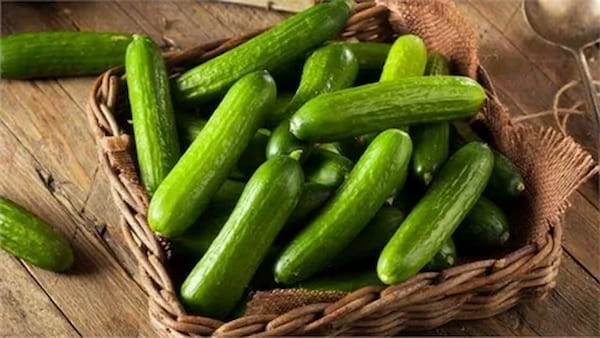 تصویر 1 از خرید خیار سبز گلخانه ای  + قیمت فروش استثنایی